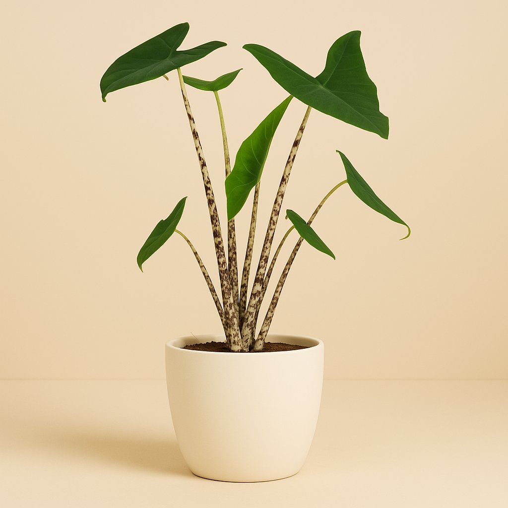 Alocasia Zebrina - 70cm