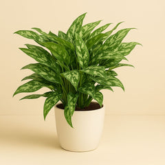 Aglaonema Maria - 40cm