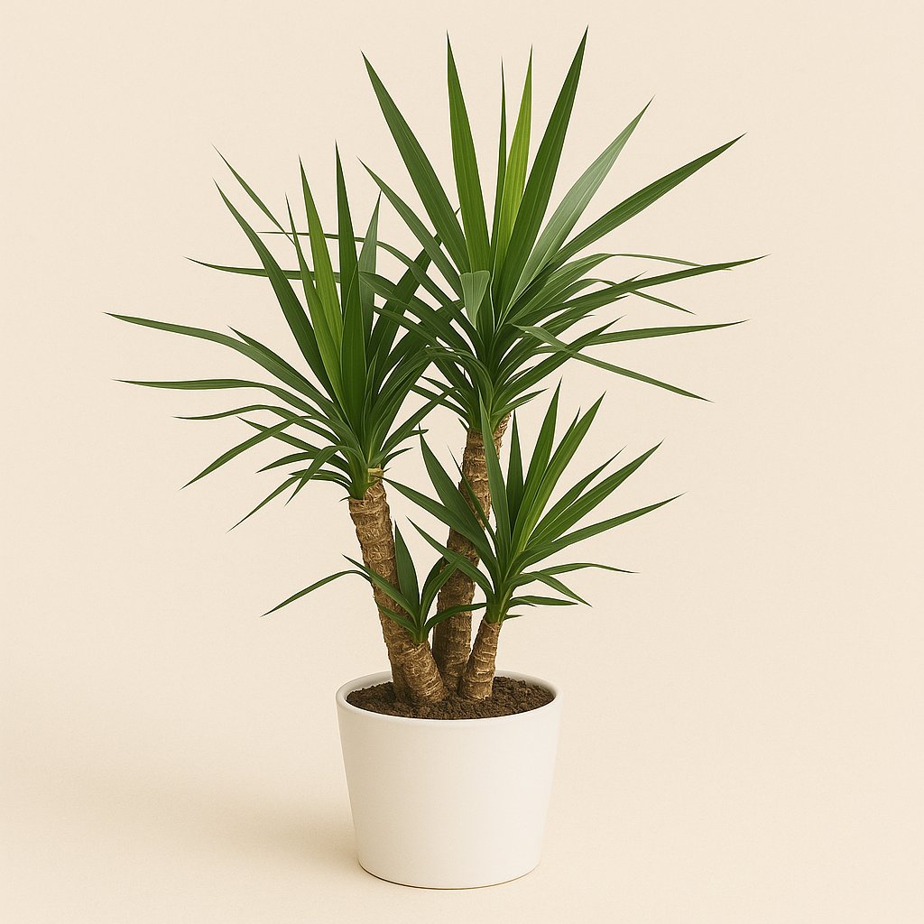 Yucca - 105cm