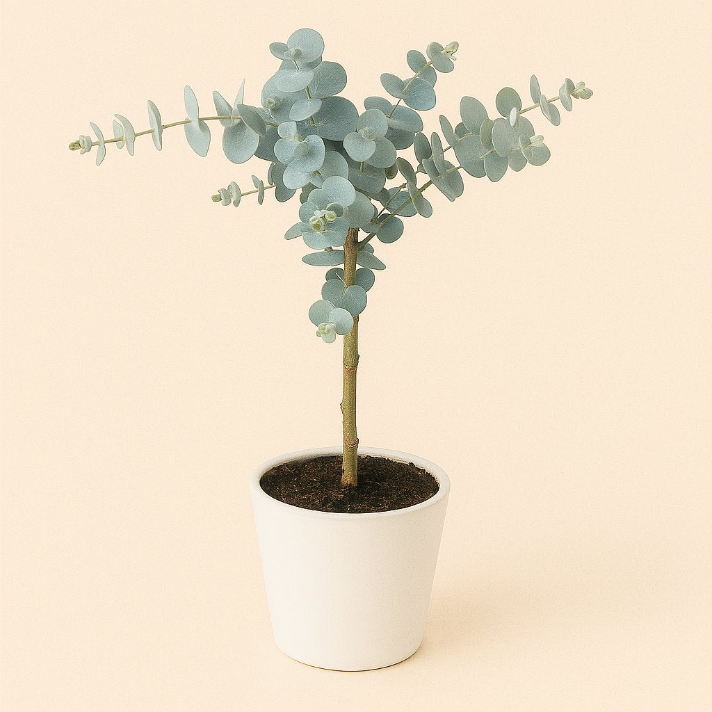 Eucalyptus Cin. Silver Dollar - 45cm