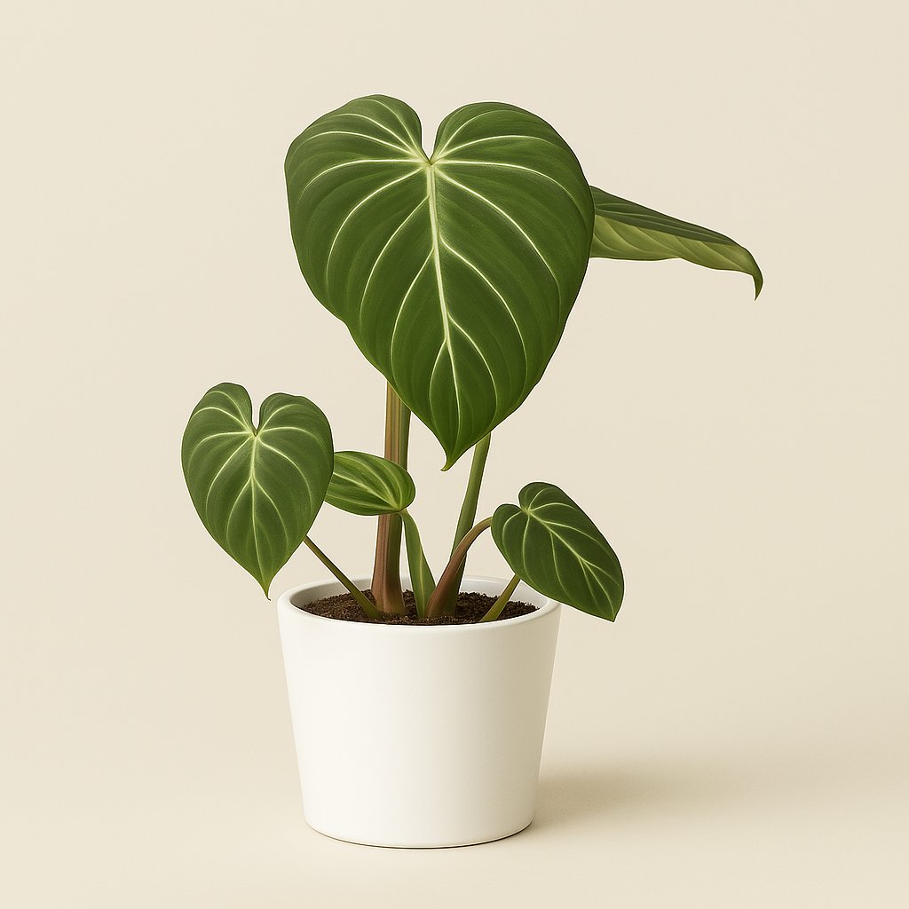 Philodendron Gloriosum Dark Form - 25cm