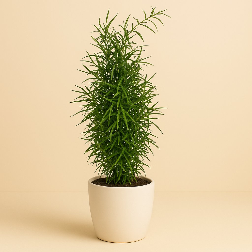 Asparagus Falcatus