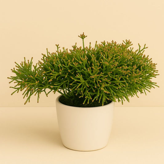 Rhispalis Clavata - 20cm
