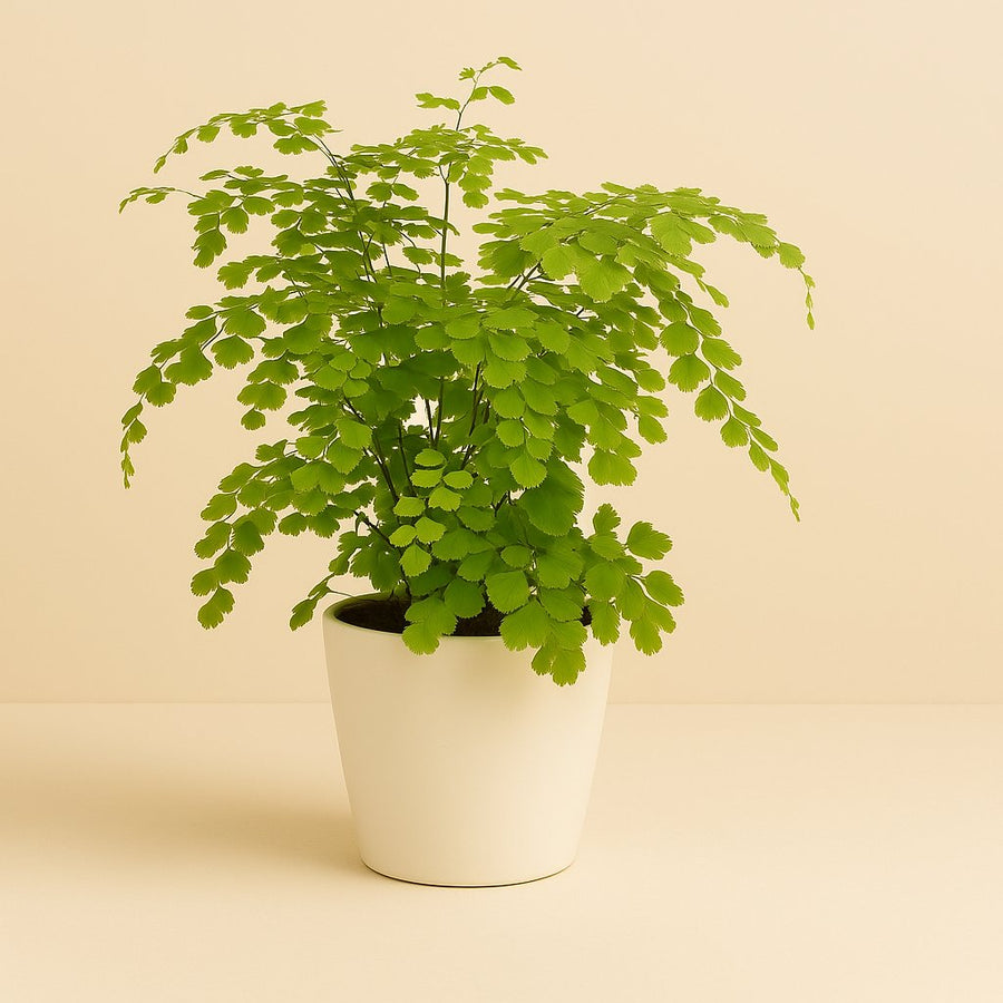 Adiantum Fragrans - 35cm in einem modernen Studio mit modernem Topf
