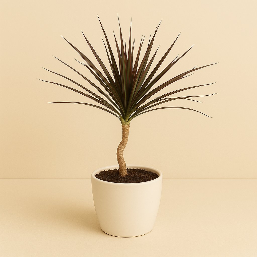 Dracaena Magenta - 55cm