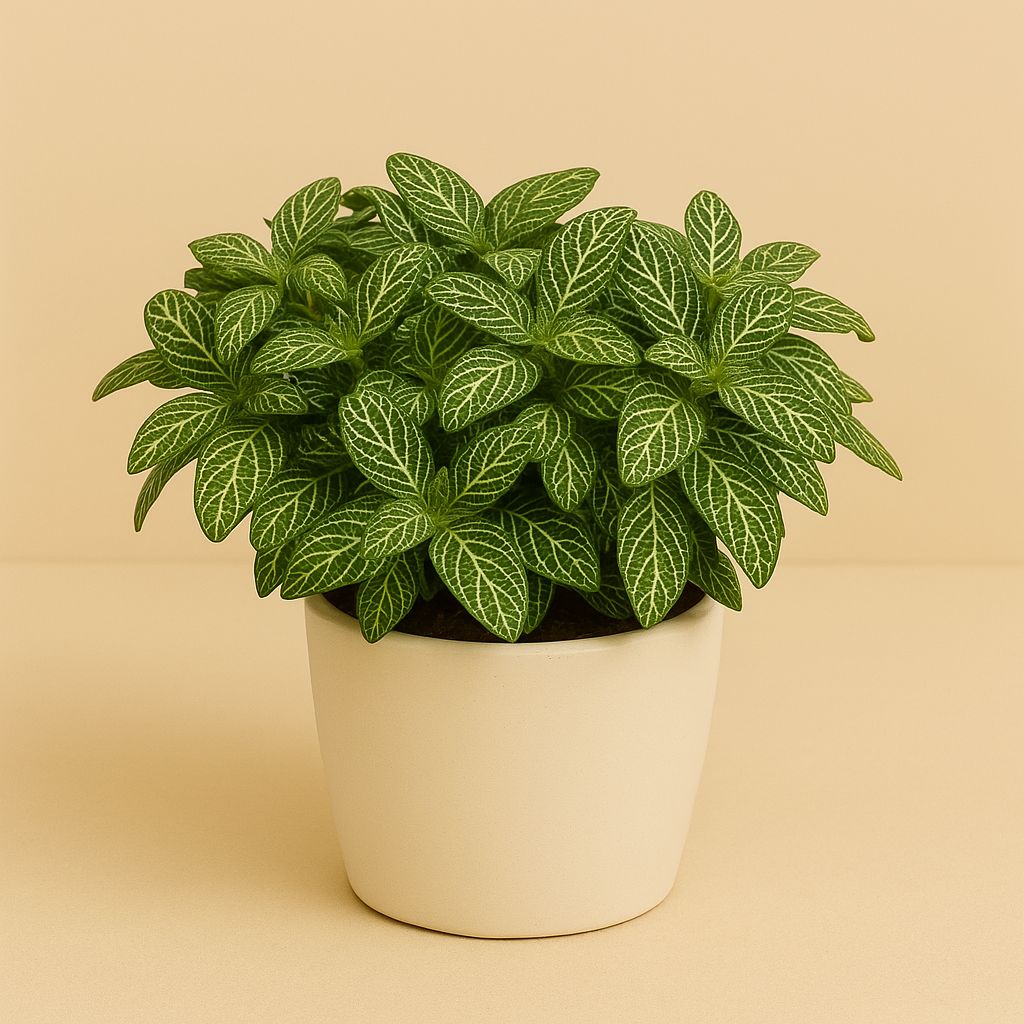 Fittonia Verschaffeltii - 15cm
