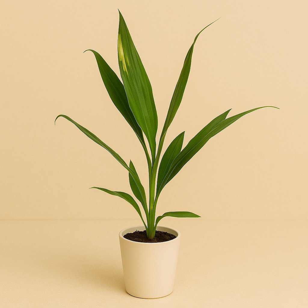 Cordyline Conga - 45cm