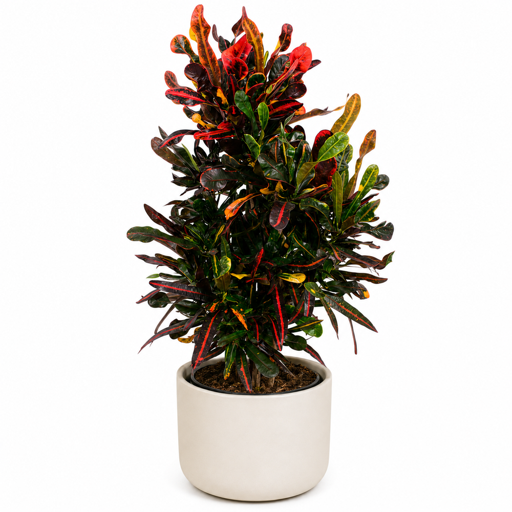 Croton Mammi