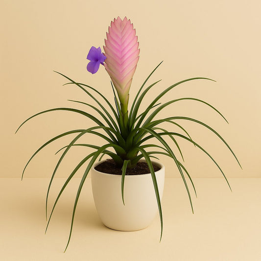 Tillandsia Cyanea - 38cm