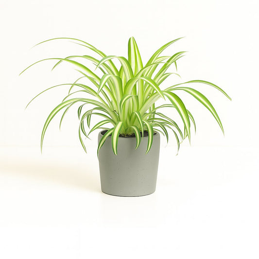 Chlorophytum - 25cm