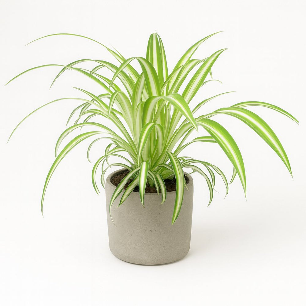 Chlorophytum Grünlilie