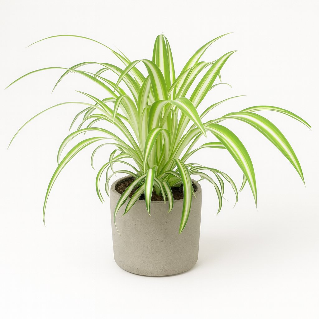 zimmerpflanzen chlorophytum Chlorophytum Grünlilie