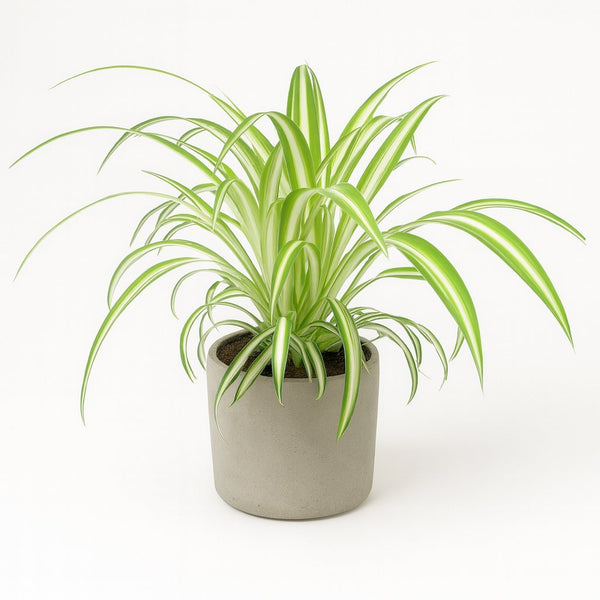 grünlilie luftverbesserer Grünlilie 'Variegatum' kaufen – Mein schöner Garten Shop main image 0