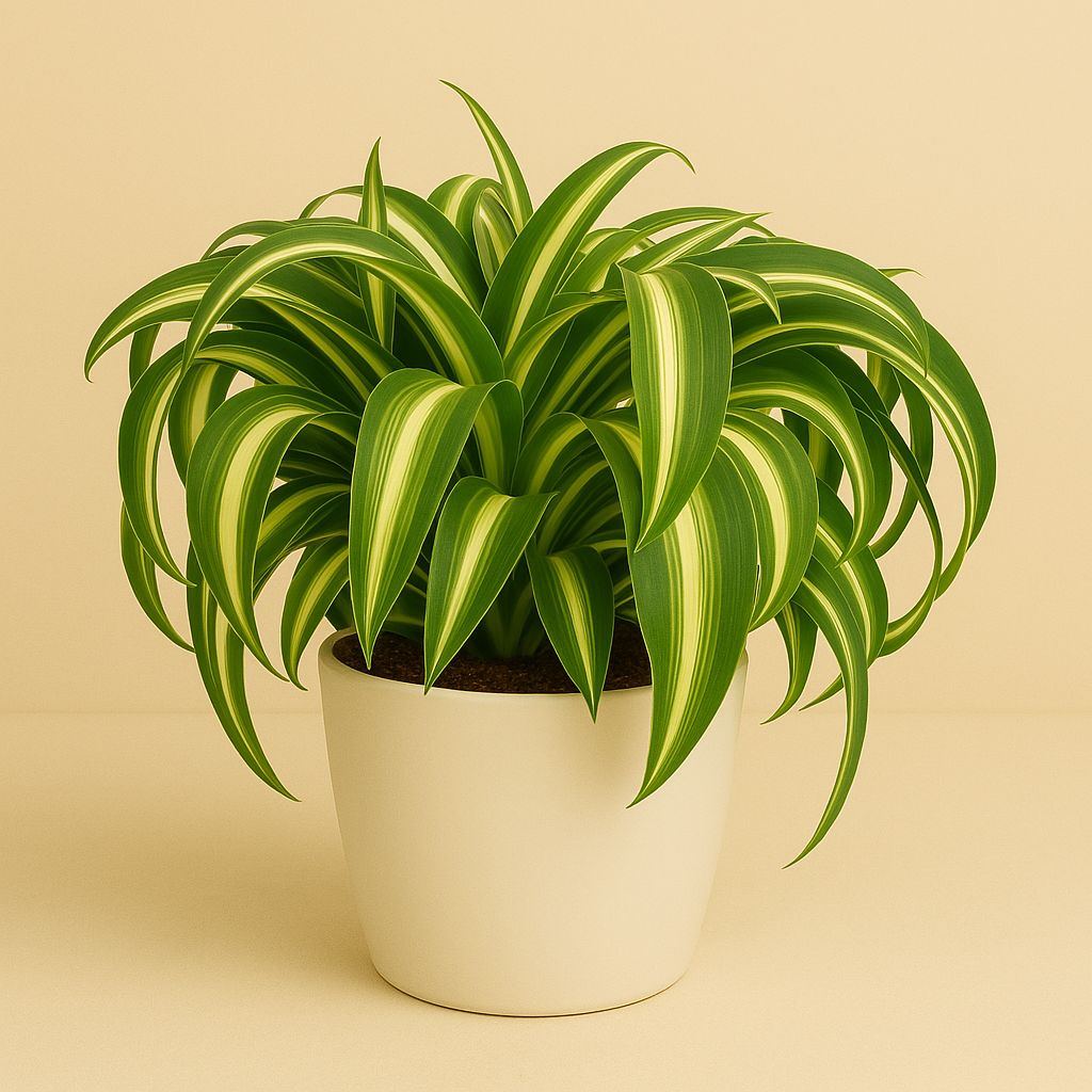 Chlorophytum Bonnie 15cm im 11cm Topf
