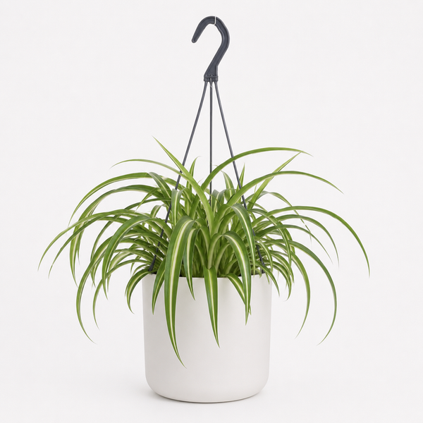 Chlorophytum Comosum Bonnie
