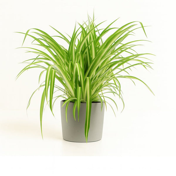 grünlilie variegatum Chlorophytum Comosum Variegatum