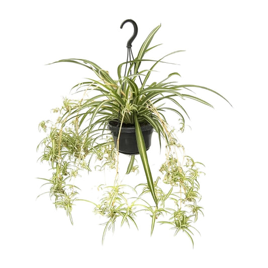 Chlorophytum Comosum Variegatum - 55cm
