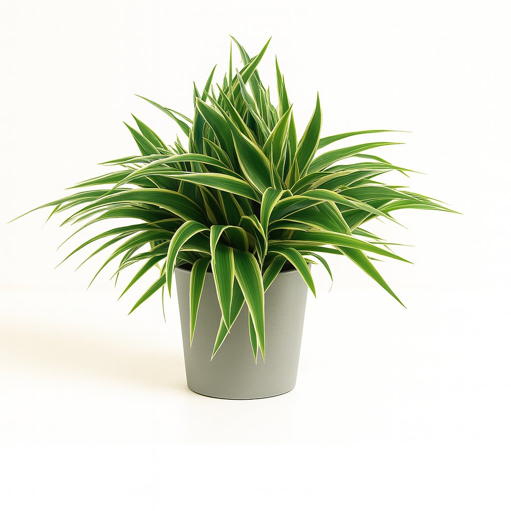 Chlorophytum Ocean - 25cm