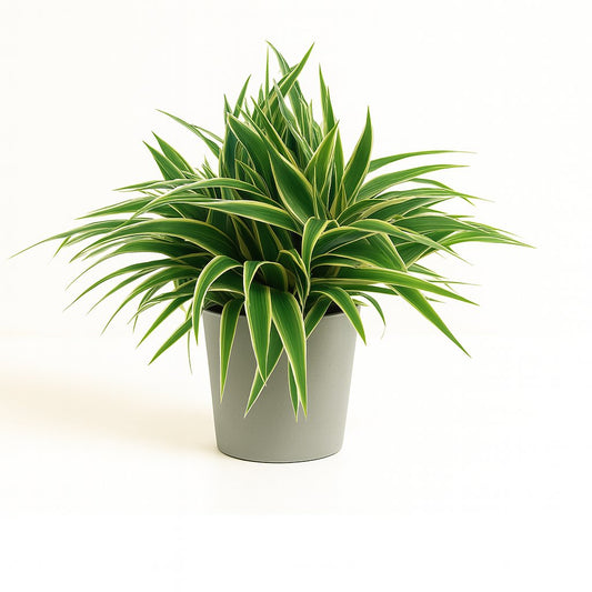 Chlorophytum Ocean - 25cm