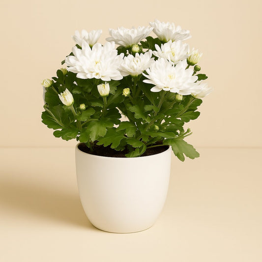 Chrysant Brave - 26cm