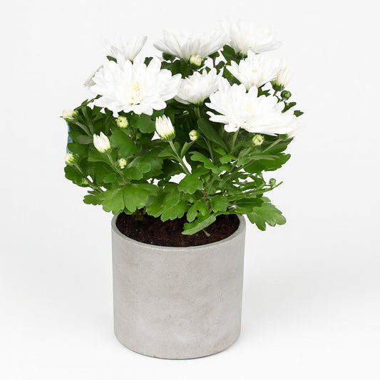 Chrysant Brave - 26cm