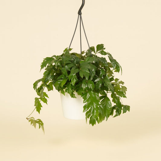 Cissus Rhombifolia Ellen Danica - 70cm