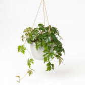 Cissus Rhombifolia Ellen Danica 70cm im 17cm Topf