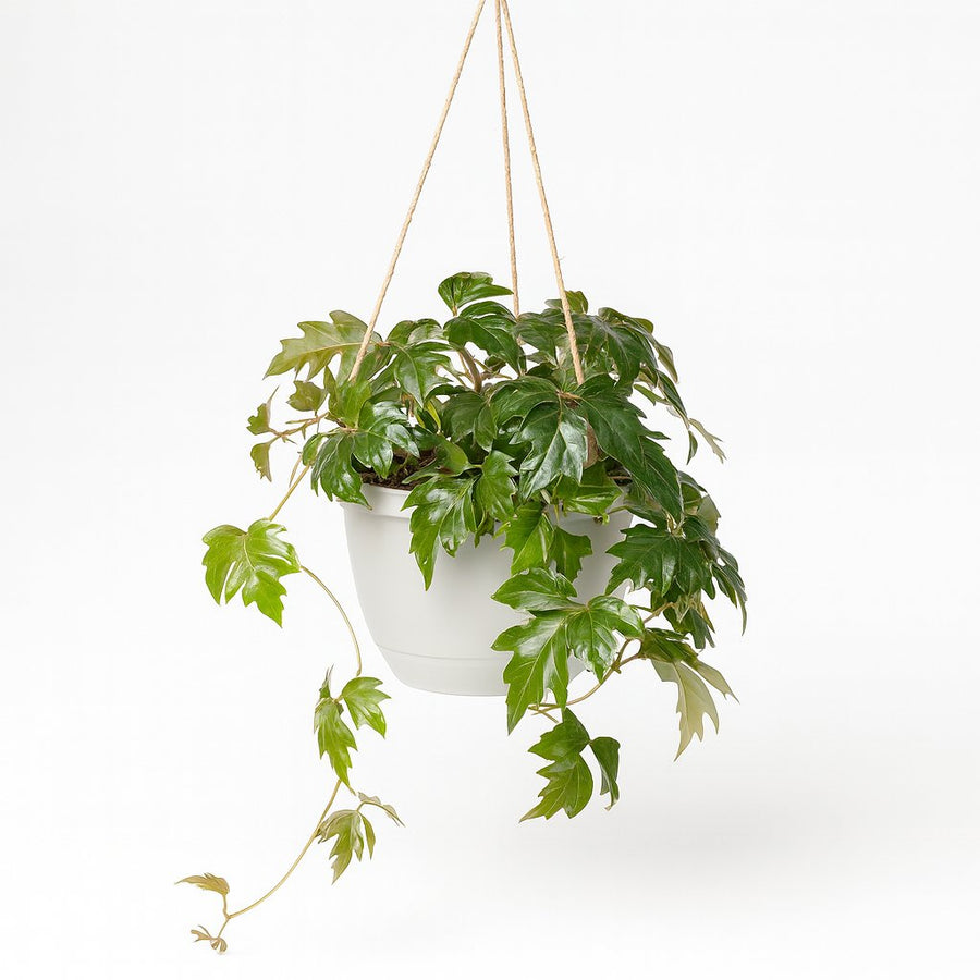 Cissus Rhombifolia Ellen Danica 70cm im 17cm Topf