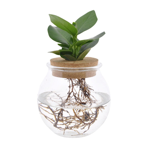 Clusia In Bowlglas - 30cm in einem modernen Studio mit modernem Topf