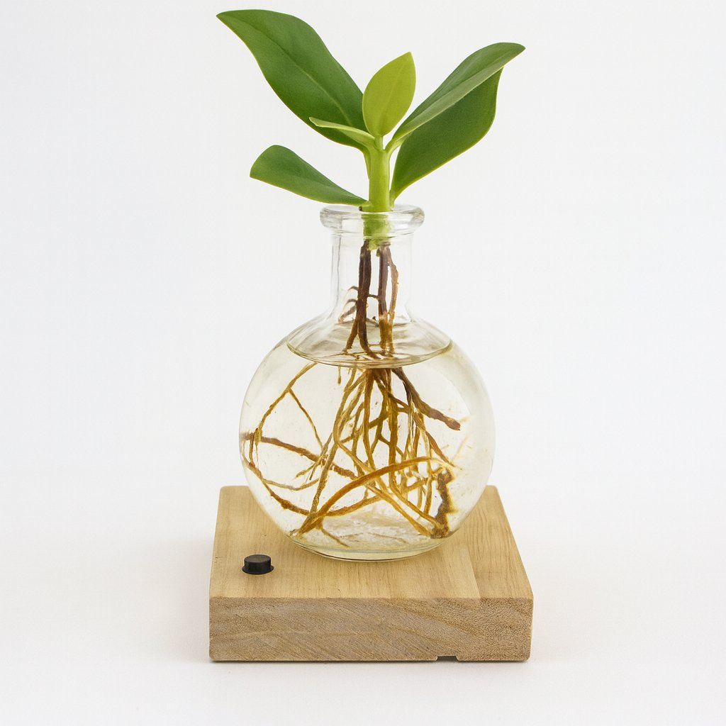 Clusia In Samoa-Glas mit LED - 10cm