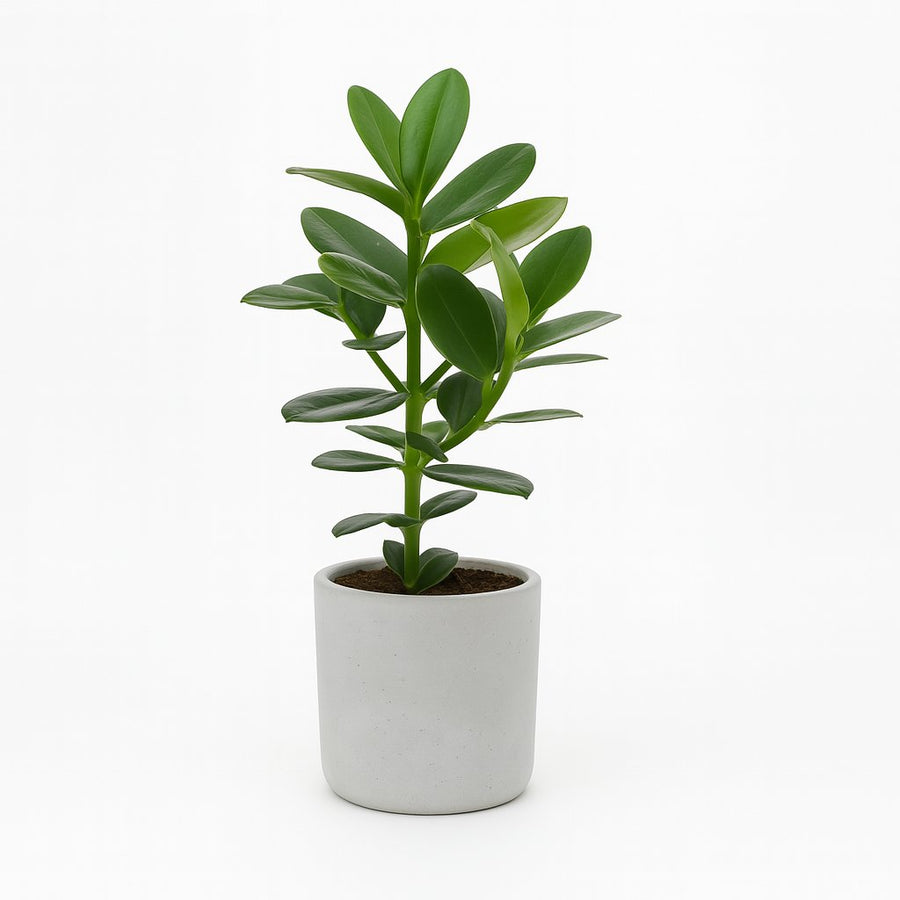 Clusia Rosea Princess 15cm