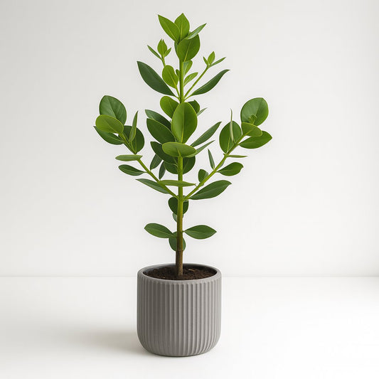 Clusia Rosea Princess - 60cm