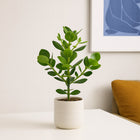 Clusia Rosea Princess 60cm im Wohnzimmer