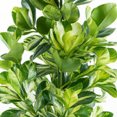 Clusia Rosea White Star 95cm Nahaufnahme