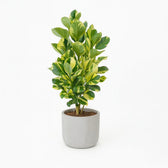 Clusia Rosea White Star 95cm im 24cm Topf
