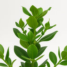 Clusia Rosea Princess 60cm Nahaufnahme
