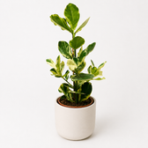 60cm – Ø17cm