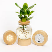 Clusia im Bowlglas mit LED - 30cm in einem modernen Studio mit modernem Topf