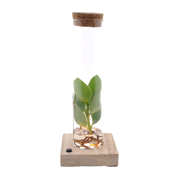 Clusia im Glas + LED - 10cm in einem modernen Studio mit modernem Topf