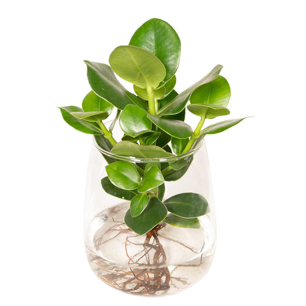 Clusia im Kingston-Glas - 30cm in einem modernen Studio mit modernem Topf