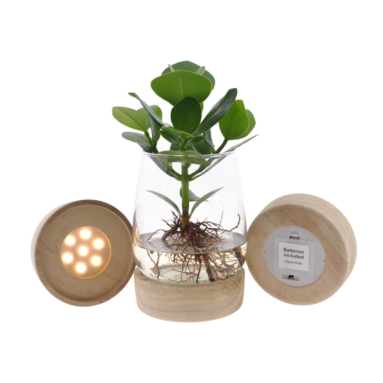 Clusia im Kingston-Glas + LED - 30cm