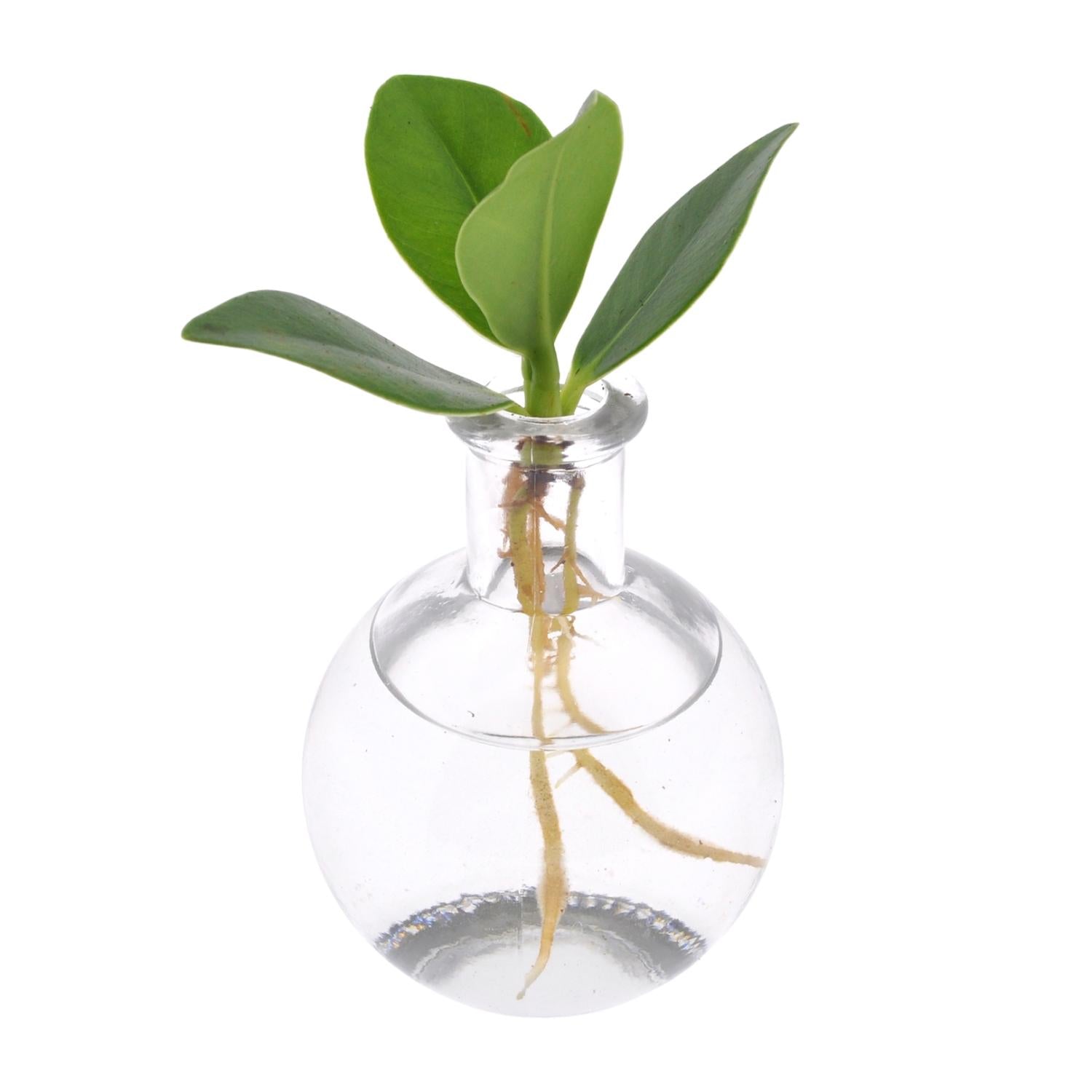 Clusia im Samoa Glas - 10cm