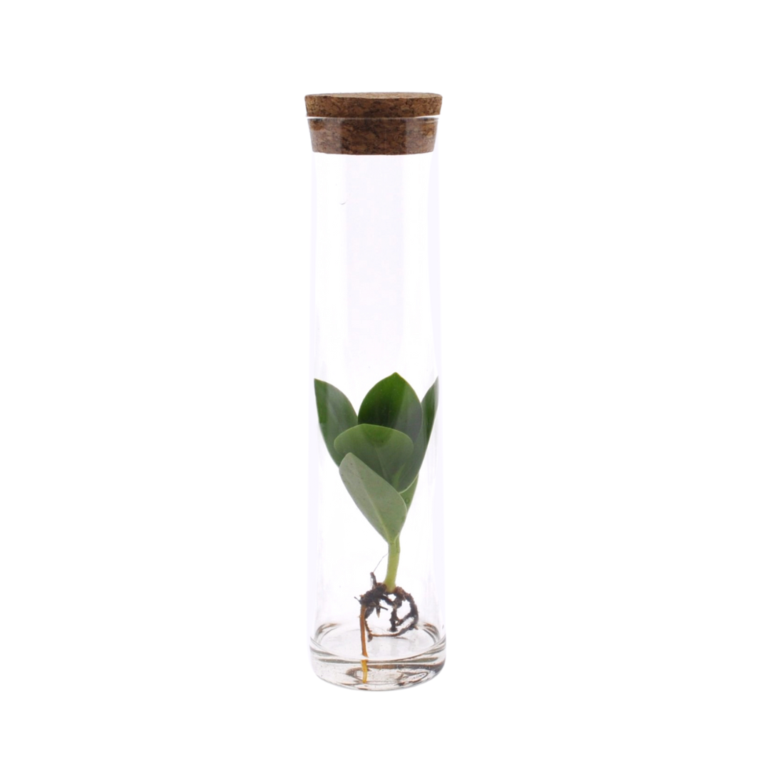 Clusia im Tube-Glas - 15cm