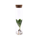 Clusia im Tube-Glas - 15cm in einem modernen Studio mit modernem Topf