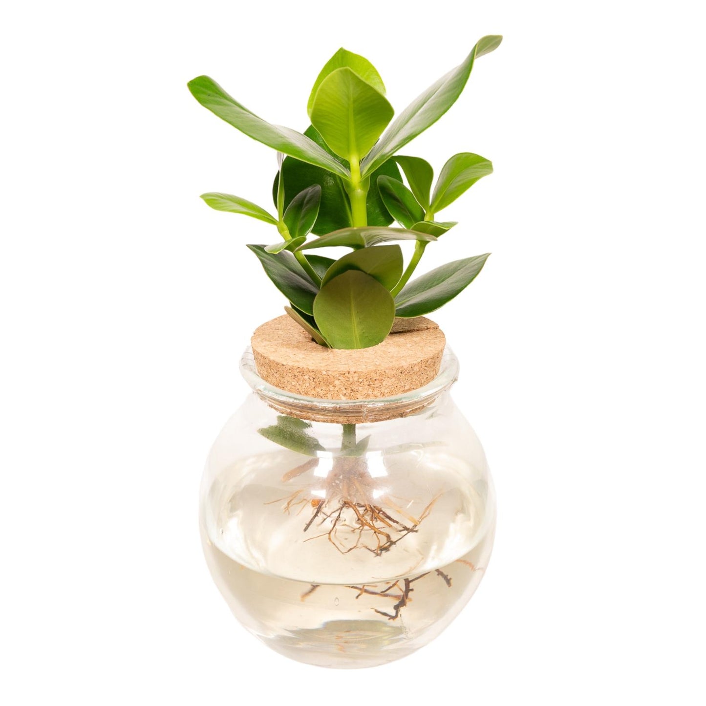 Clusia in Bolglas - 30cm