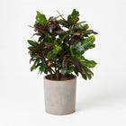 Codiaeum Magnificent (Croton Magnificent) 110cm im 27cm Topf
