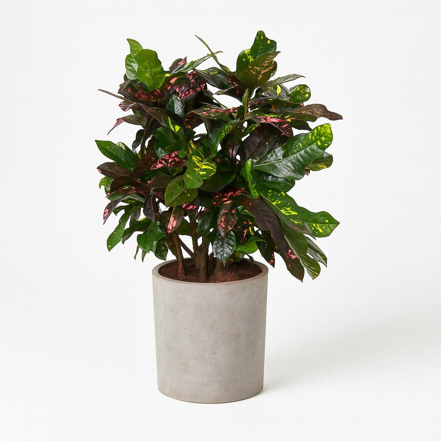 Codiaeum Magnificent (Croton Magnificent) 110cm im 27cm Topf