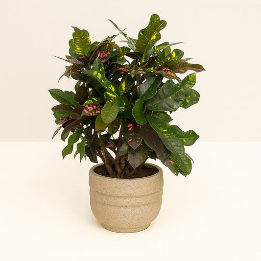 Codiaeum Magnificent (Croton Magnificent) - 110cm