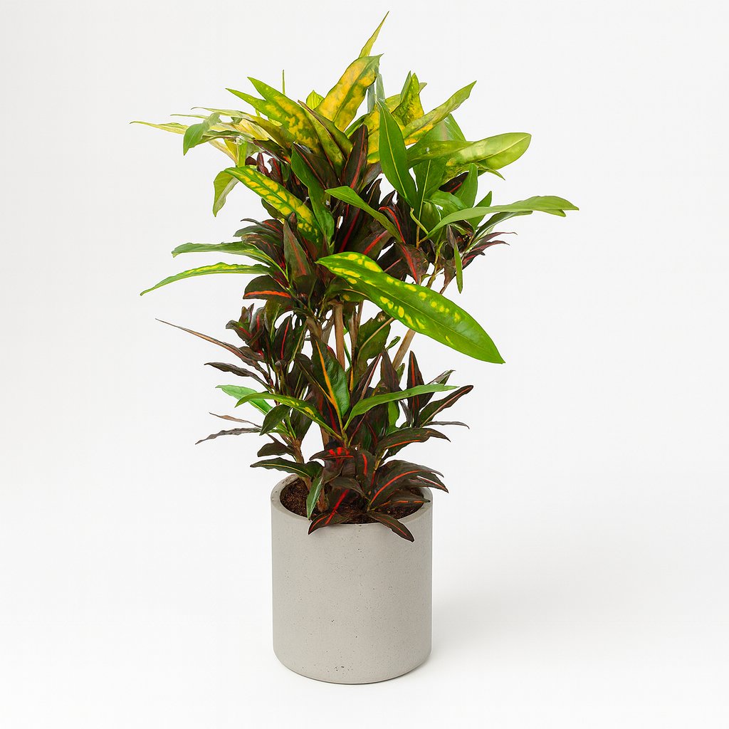 Codiaeum Mango (Croton Mango) - 110cm