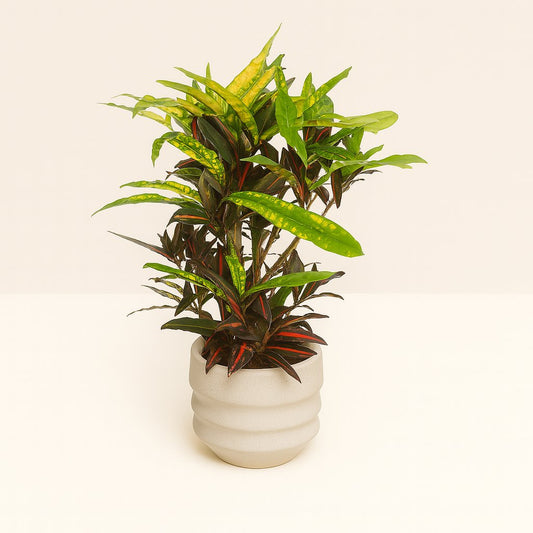 Codiaeum Mango (Croton Mango) - 110cm